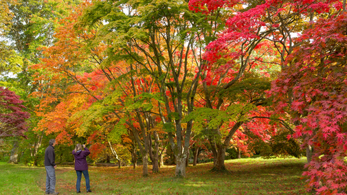 Visitors pause to admire and photograph the vivid autumn foliage in Bodnant Garden's Acer Glade. Japanese maples display striking shades of green, orange and deep crimson, filling the garden with seasonal colour.